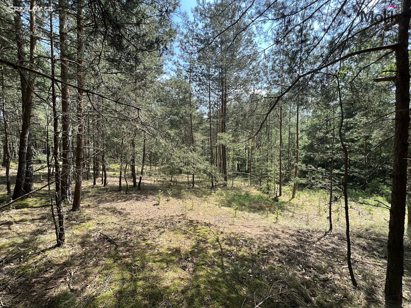 Prodej  lesa 2 123 m², Kadov - Vrbno, okres Strakonice