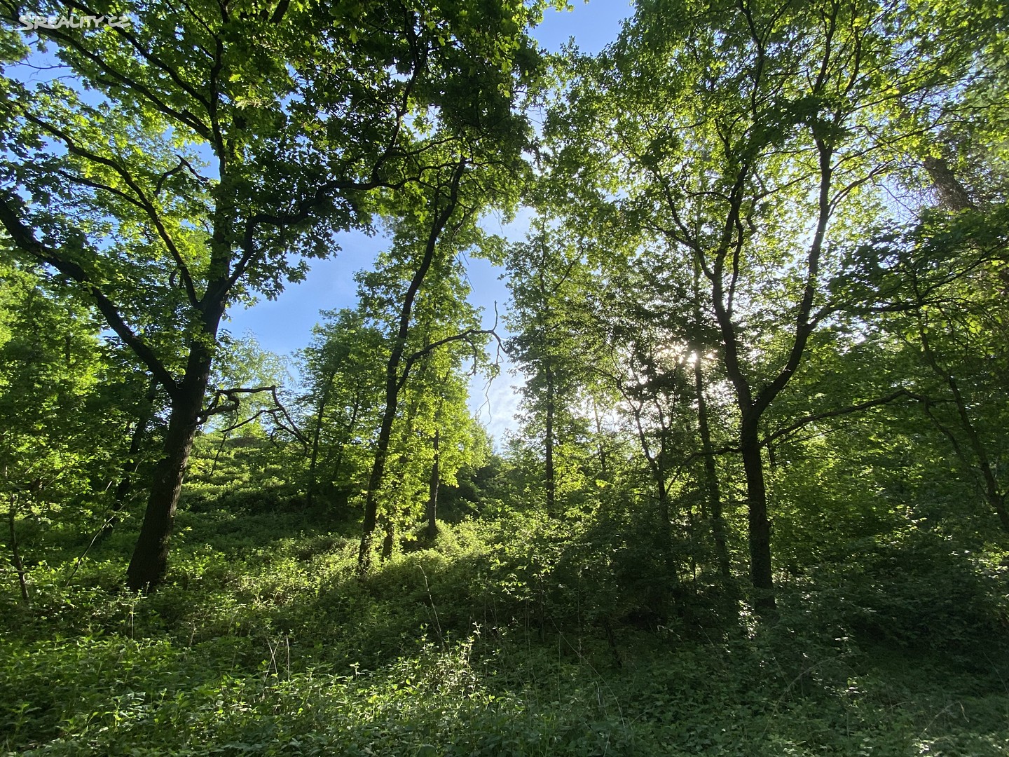 Prodej  lesa 11 692 m², Podhořany u Ronova, okres Chrudim