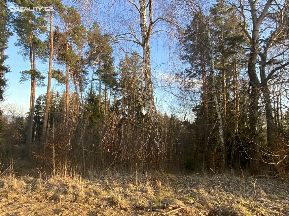 Prodej  lesa 2 559 m², Rovensko, okres Šumperk