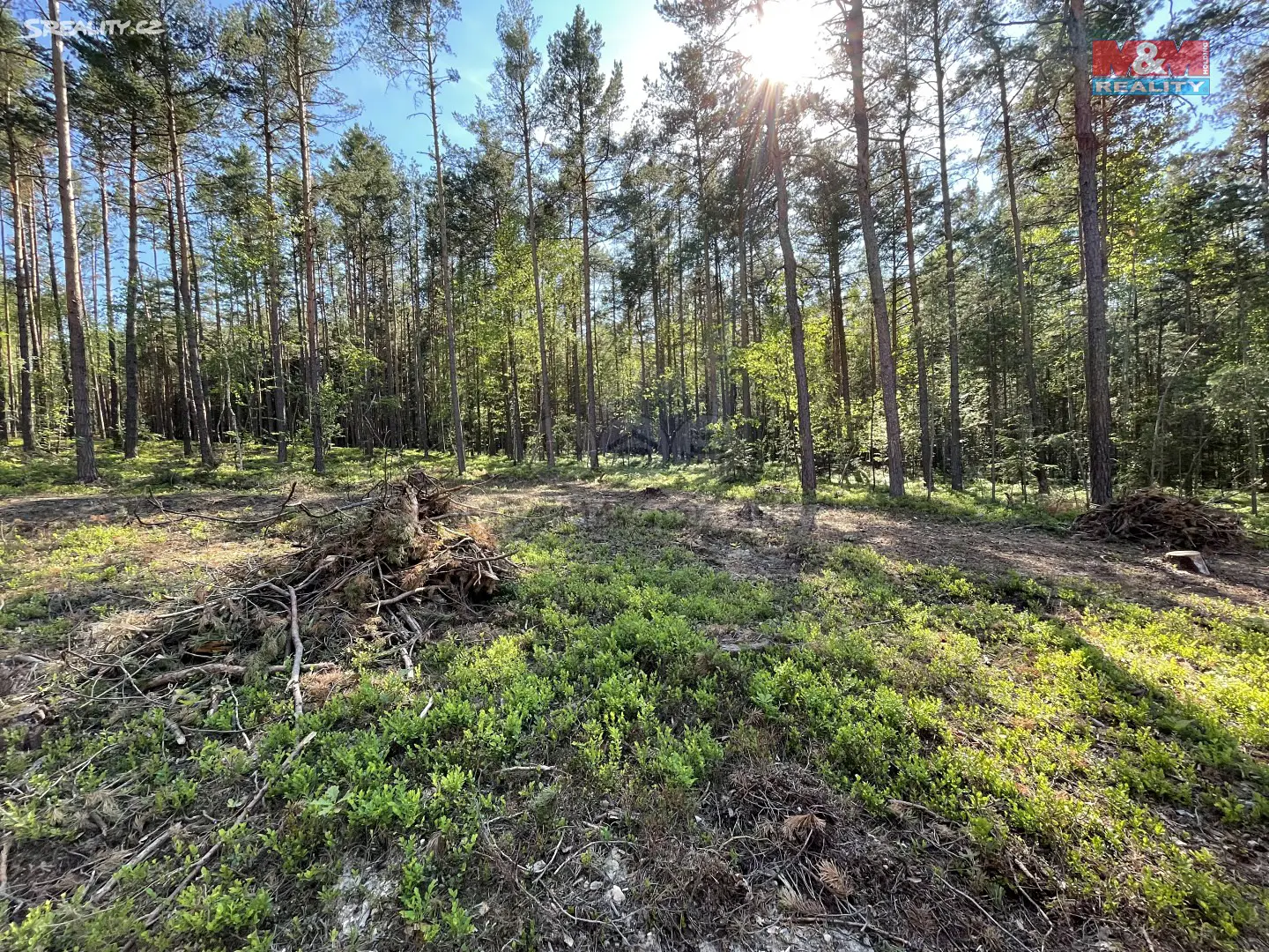 Prodej  lesa 6 271 m², Boršov nad Vltavou, okres České Budějovice