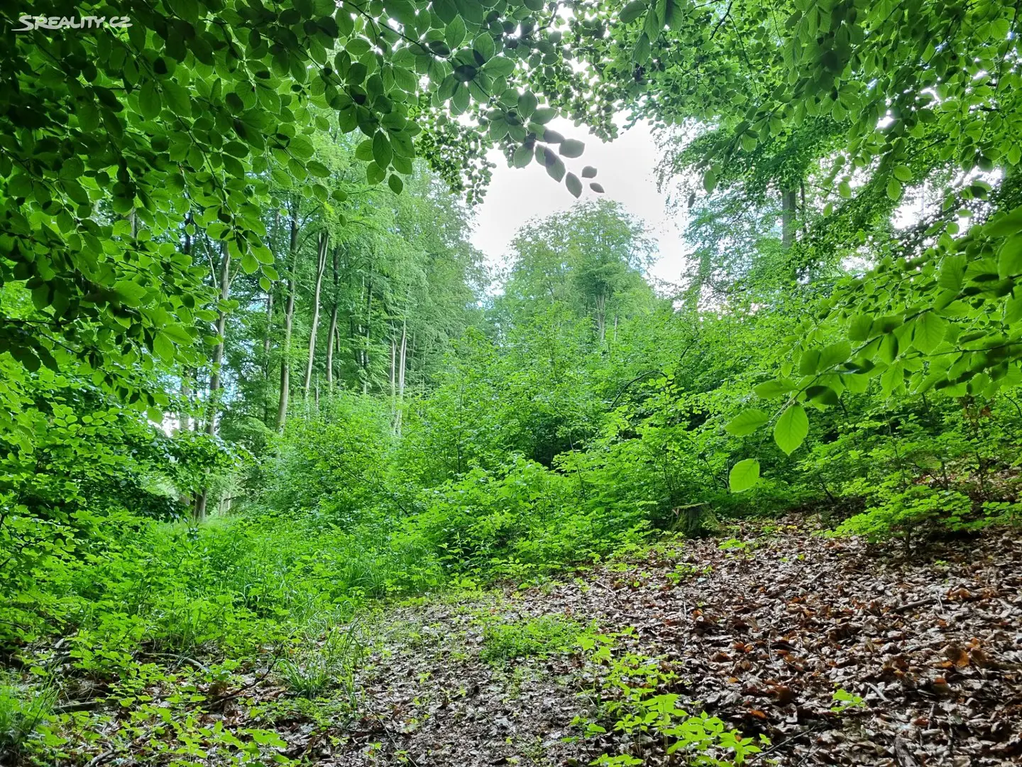 Prodej  lesa 46 706 m², Dolní Studénky, okres Šumperk