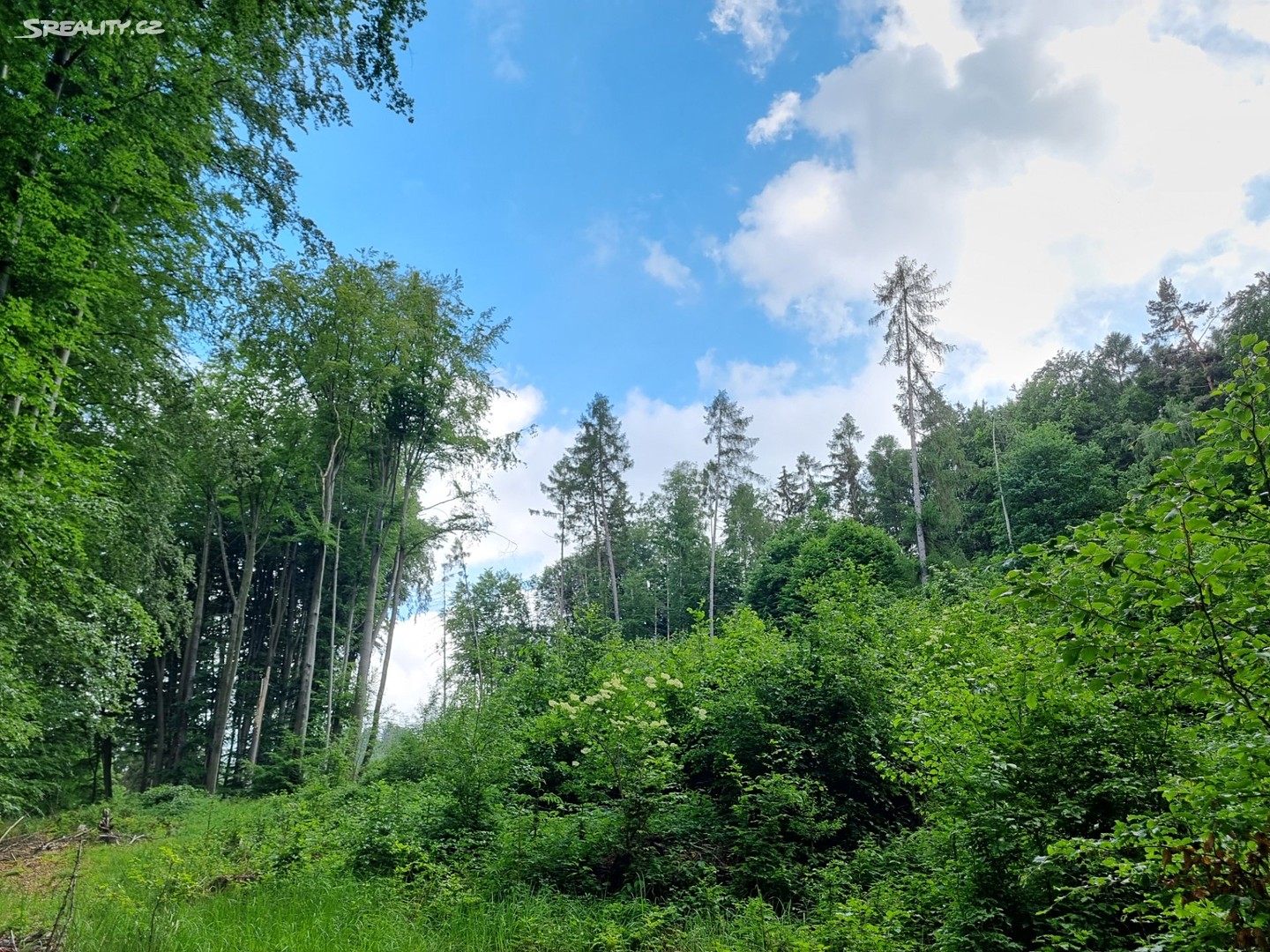 Prodej  lesa 46 706 m², Dolní Studénky, okres Šumperk