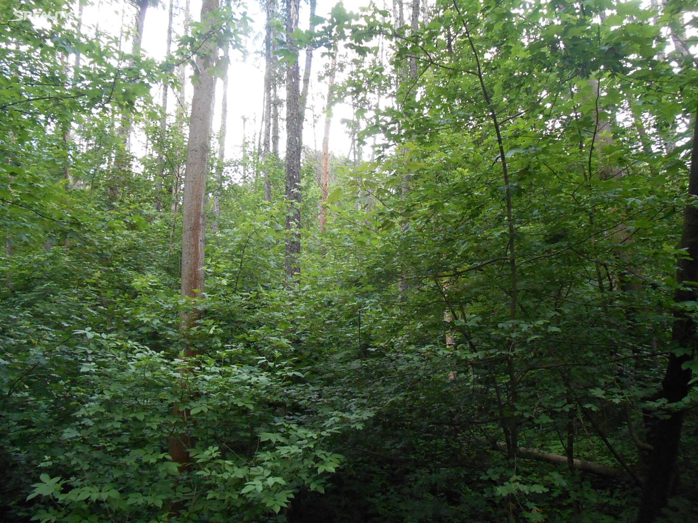 Prodej  lesa 13 560 m², Beroun, okres Beroun