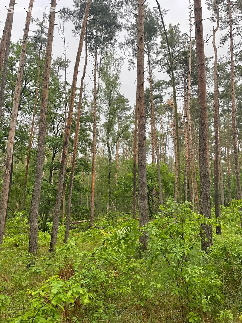 Prodej  lesa 3 877 m², Jankovice - Kozašice, okres Pardubice