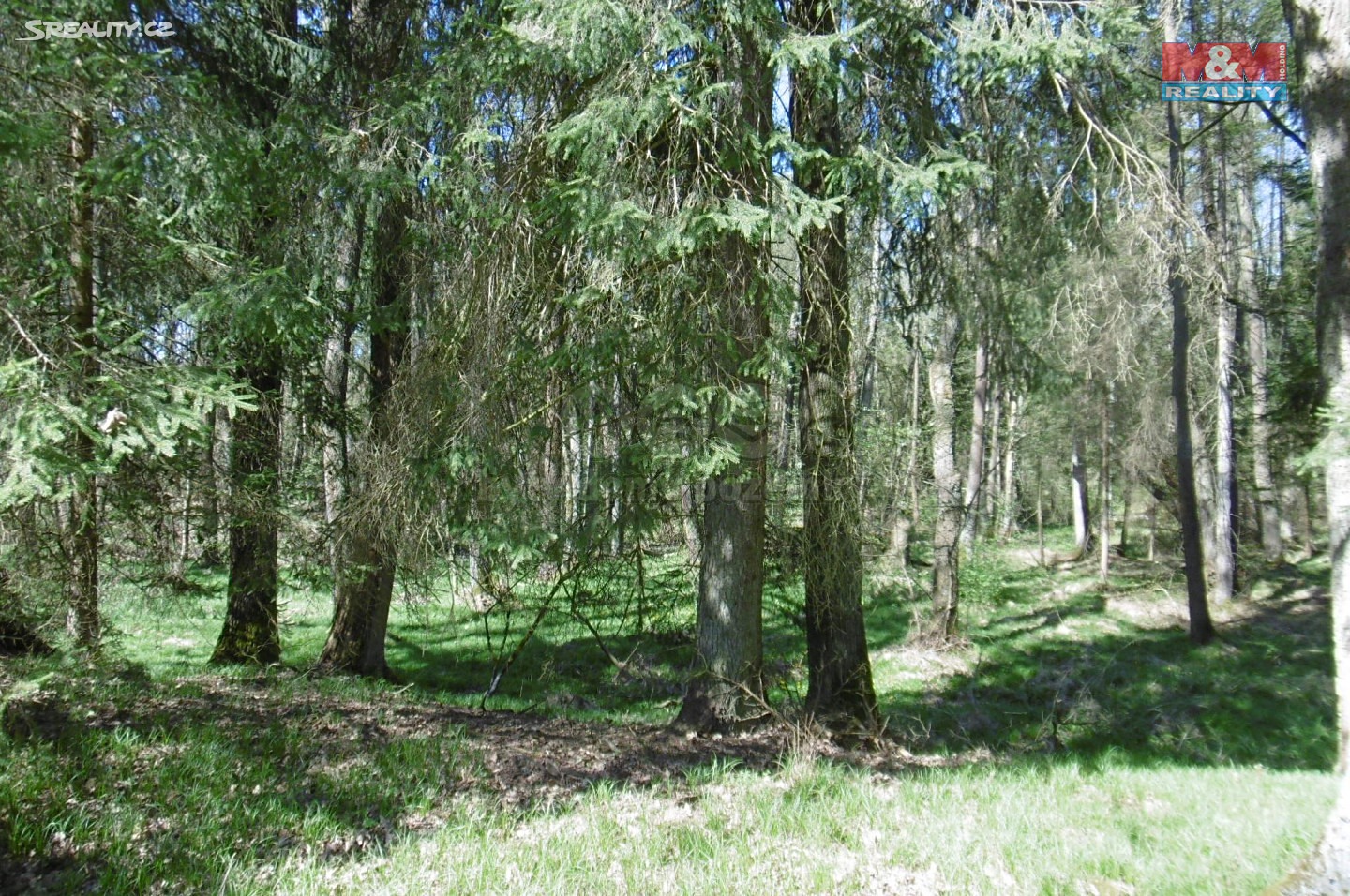 Prodej  lesa 52 090 m², Chlum u Třeboně, okres Jindřichův Hradec