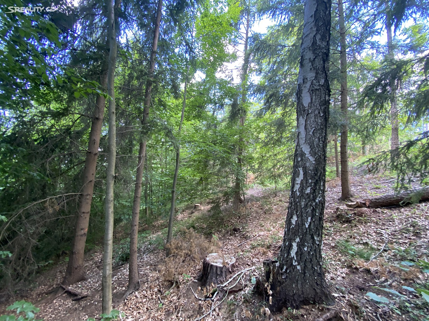 Prodej  lesa 10 780 m², Dolní Dobrouč - Horní Dobrouč, okres Ústí nad Orlicí