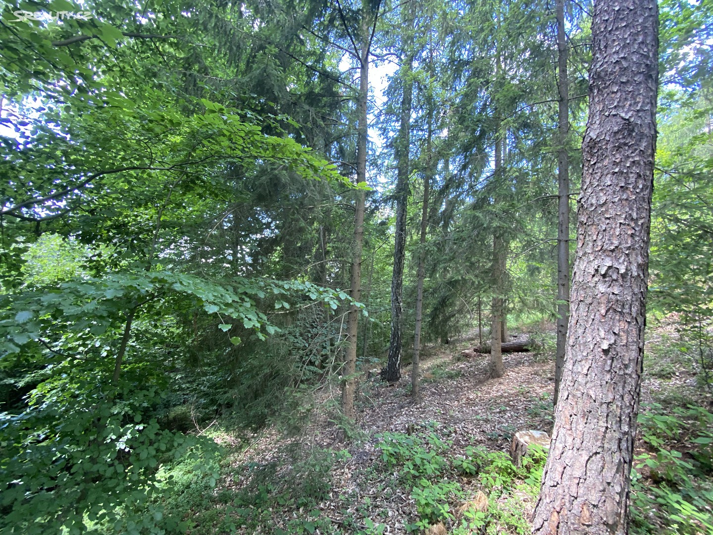 Prodej  lesa 10 780 m², Dolní Dobrouč - Horní Dobrouč, okres Ústí nad Orlicí