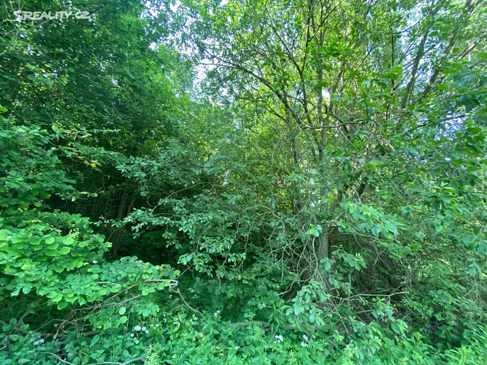 Prodej  lesa 2 968 m², Zborov, okres Šumperk
