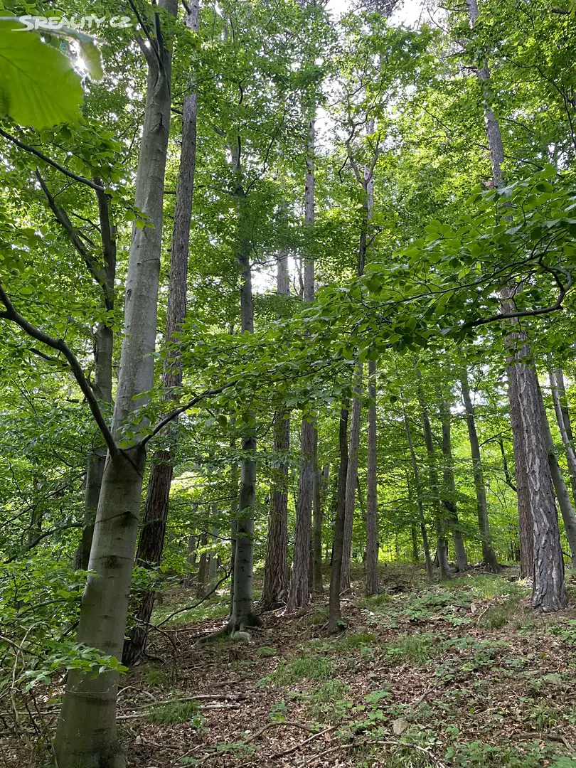 Prodej  lesa 8 225 m², Bílá Voda - Ves Bílá Voda, okres Jeseník