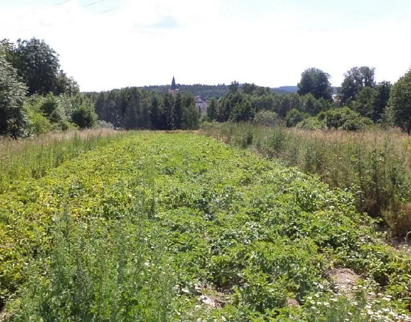 Stráž, okres Tachov