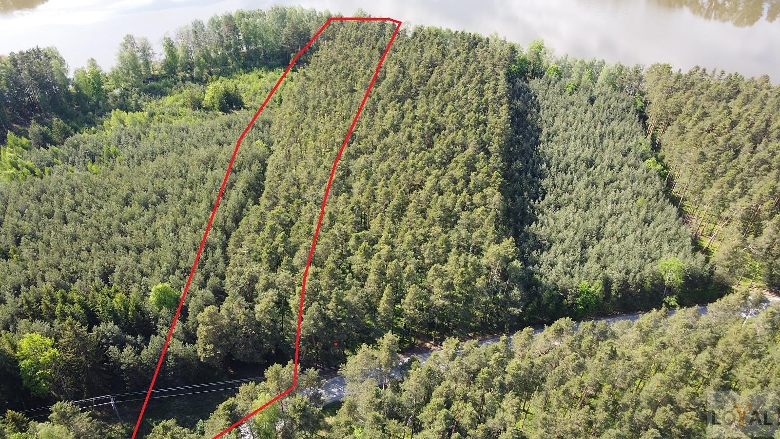 Prodej  lesa 6 614 m², Příbraz, okres Jindřichův Hradec