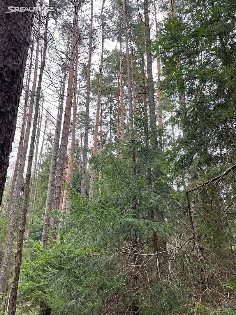 Prodej  lesa 6 423 m², Zábřeh, okres Šumperk