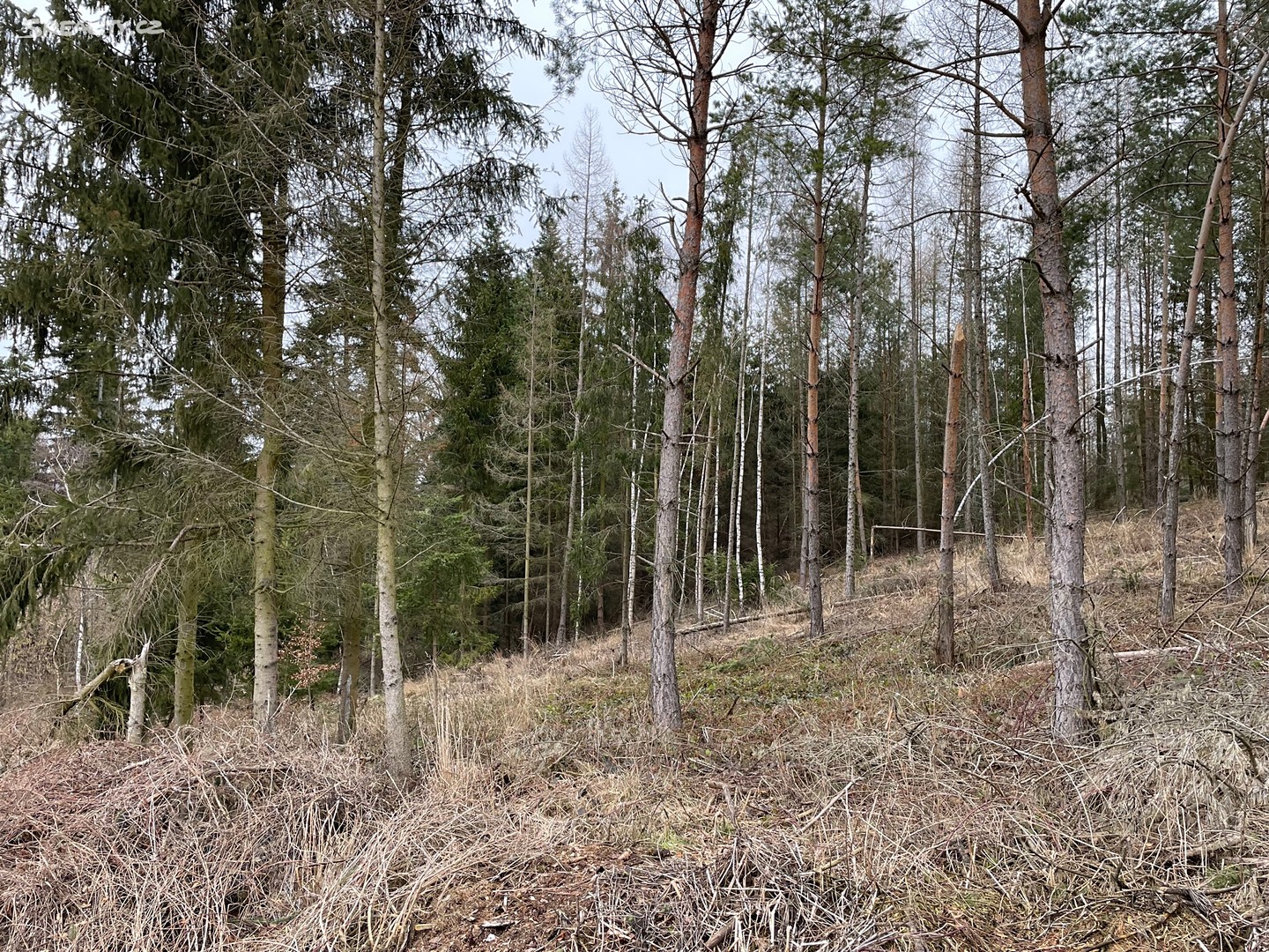 Prodej  lesa 6 423 m², Zábřeh, okres Šumperk