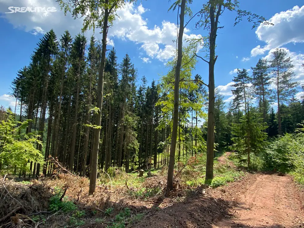 Prodej  lesa 2 625 m², Dolní Dobrouč, okres Ústí nad Orlicí