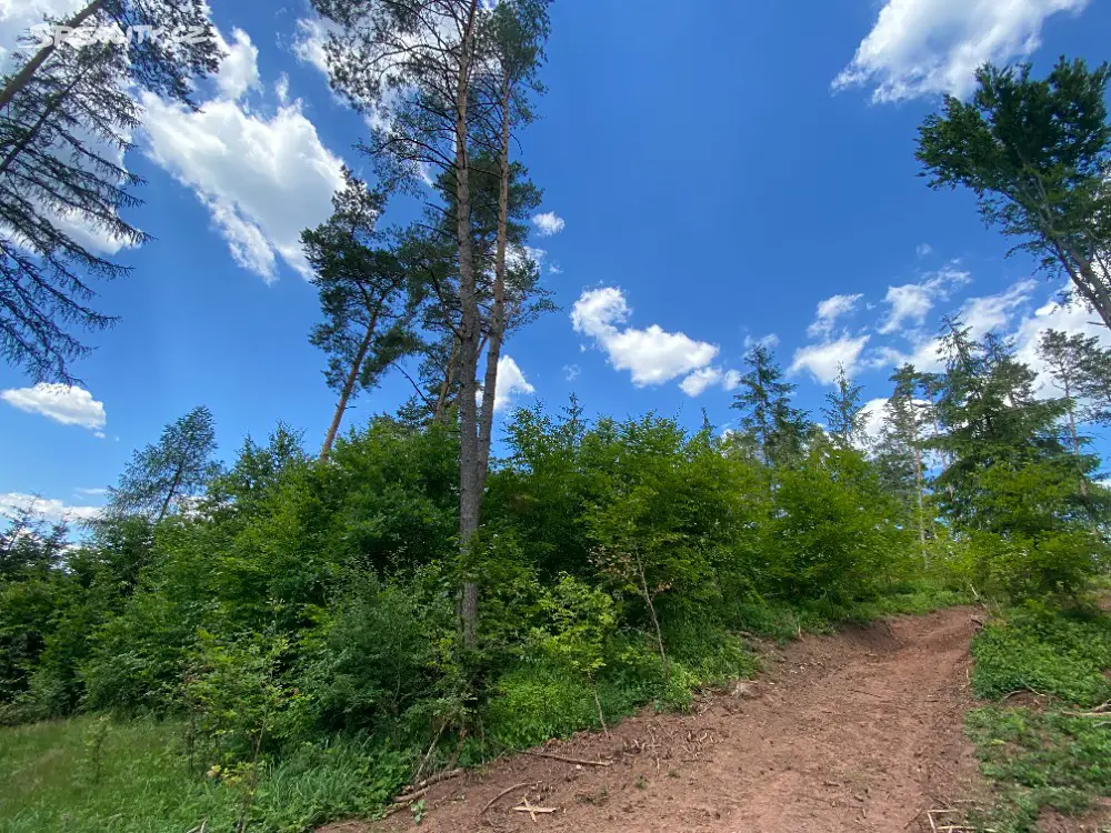 Prodej  lesa 10 780 m², Dolní Dobrouč, okres Ústí nad Orlicí