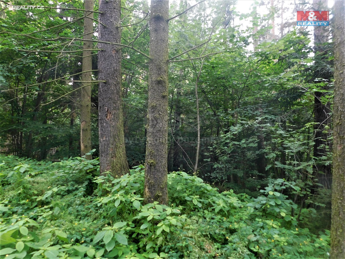 Prodej  lesa 2 221 m², Ledeč nad Sázavou - Obrvaň, okres Havlíčkův Brod