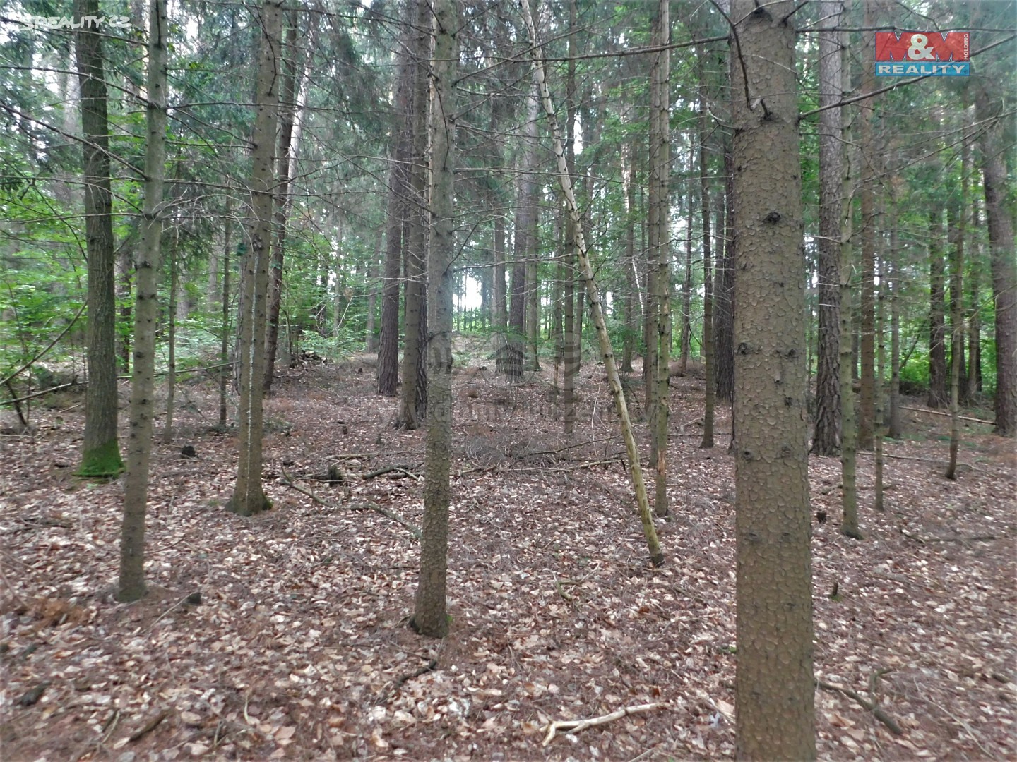 Prodej  lesa 2 221 m², Ledeč nad Sázavou - Obrvaň, okres Havlíčkův Brod