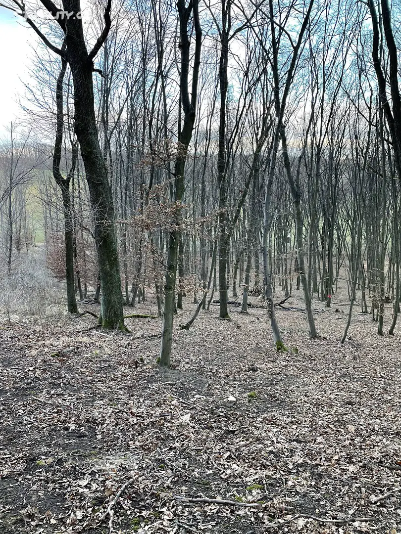 Prodej  lesa 2 711 m², Milešovice, okres Vyškov