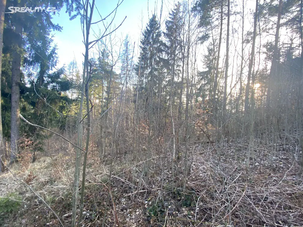 Prodej  lesa 1 215 m², Rovensko, okres Šumperk
