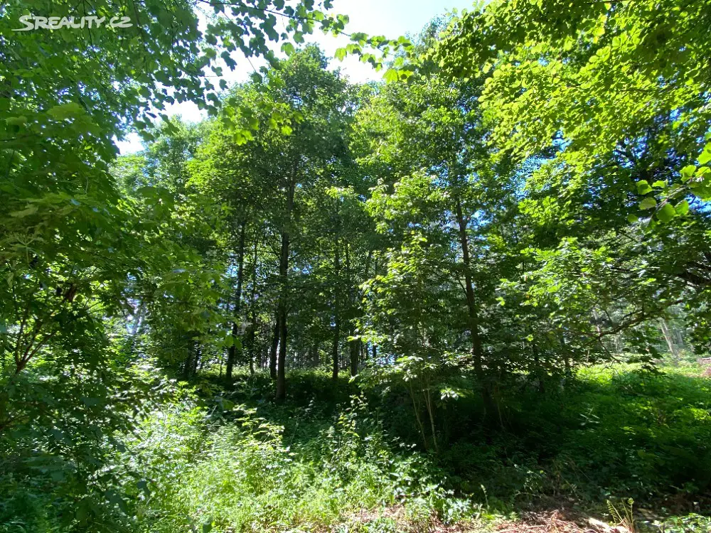 Prodej  lesa 2 318 m², Rovensko, okres Šumperk