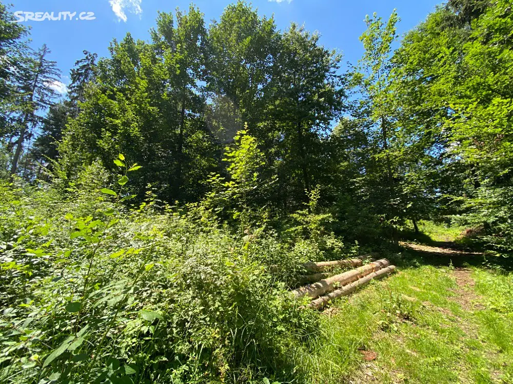 Prodej  lesa 2 318 m², Rovensko, okres Šumperk
