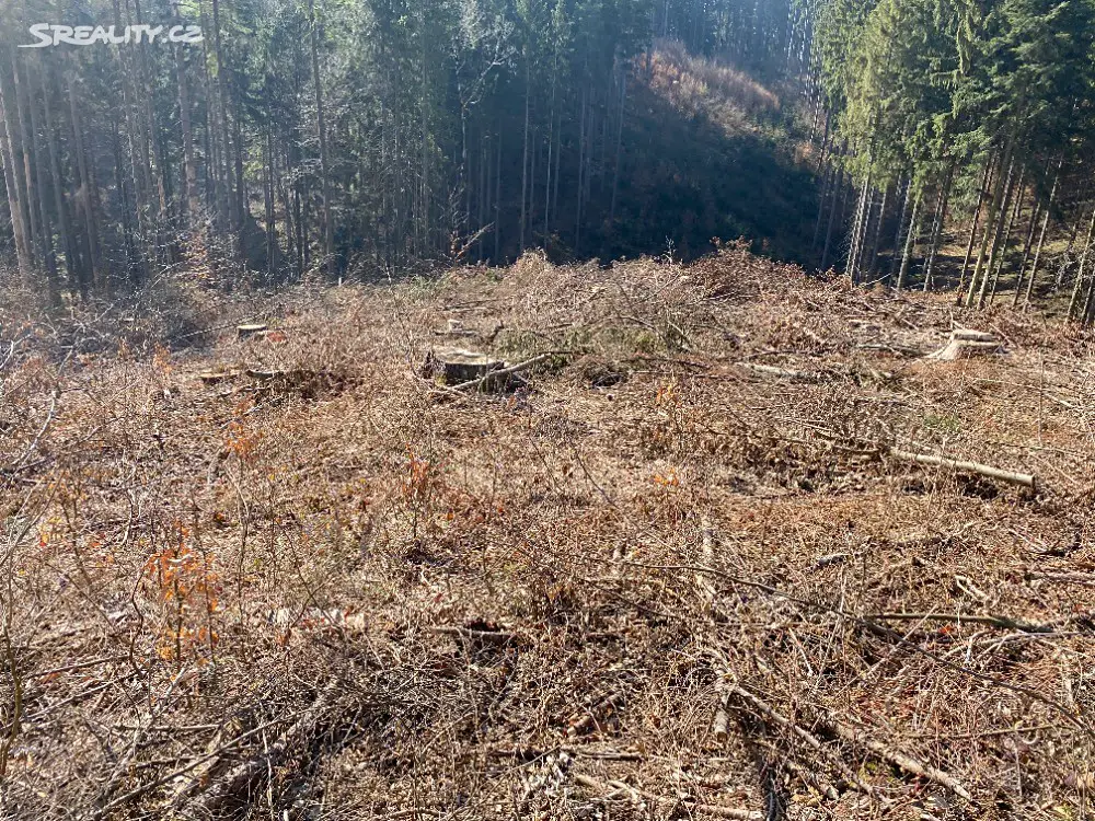 Prodej  lesa 6 370 m², Zábřeh, okres Šumperk