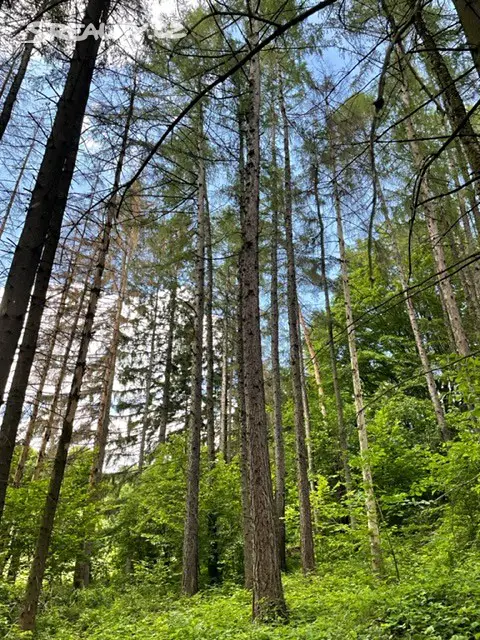 Prodej  lesa 9 038 m², Zábřeh - Václavov, okres Šumperk