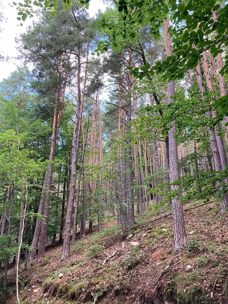 Prodej  lesa 26 763 m², Zlatá Koruna, okres Český Krumlov