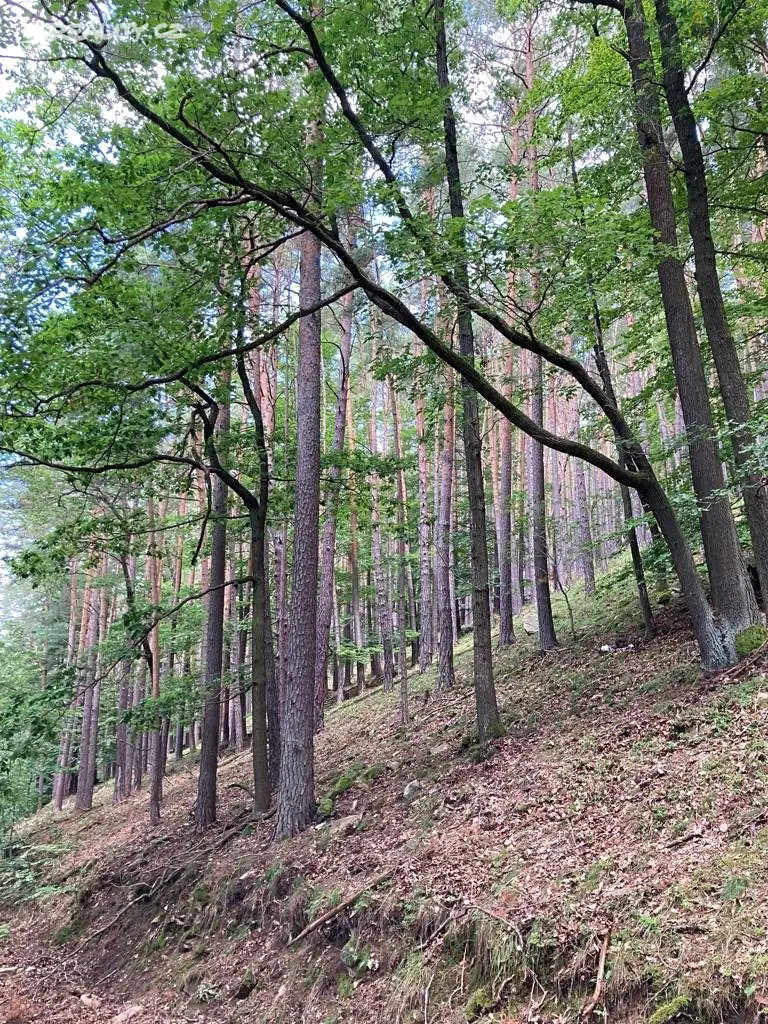 Prodej  lesa 26 763 m², Zlatá Koruna, okres Český Krumlov