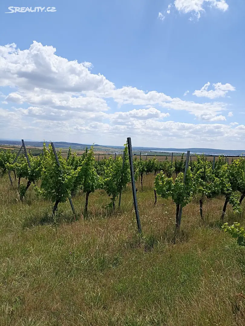 Prodej  sadu, vinice 13 493 m², Starovice, okres Břeclav