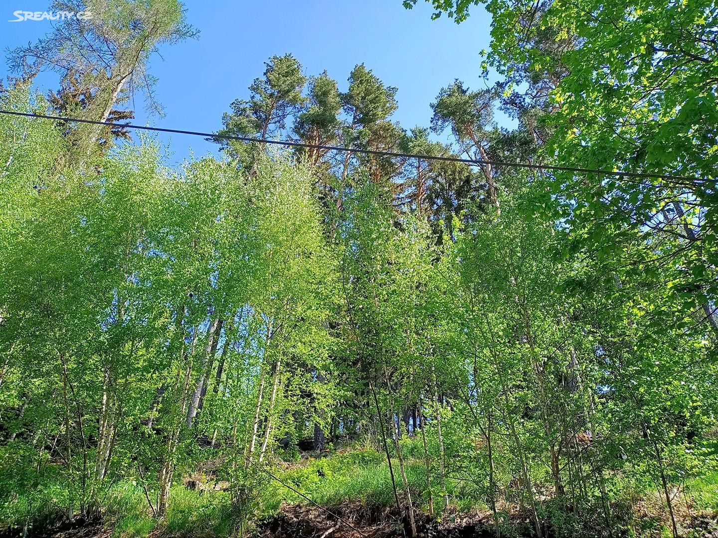 Prodej  lesa 5 542 m², Jedlová, okres Svitavy