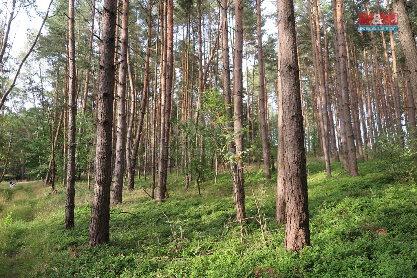 Prodej  lesa 40 860 m², Bílá - Chvalčovice, okres Liberec