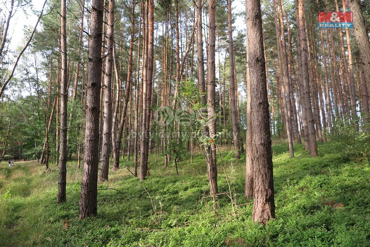 Prodej  lesa 4 275 m², Malé Žernoseky, okres Litoměřice