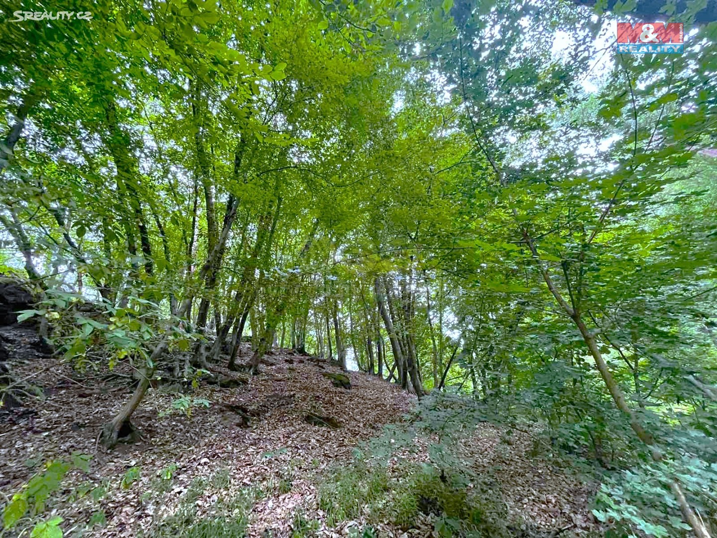 Prodej  lesa 4 275 m², Malé Žernoseky, okres Litoměřice
