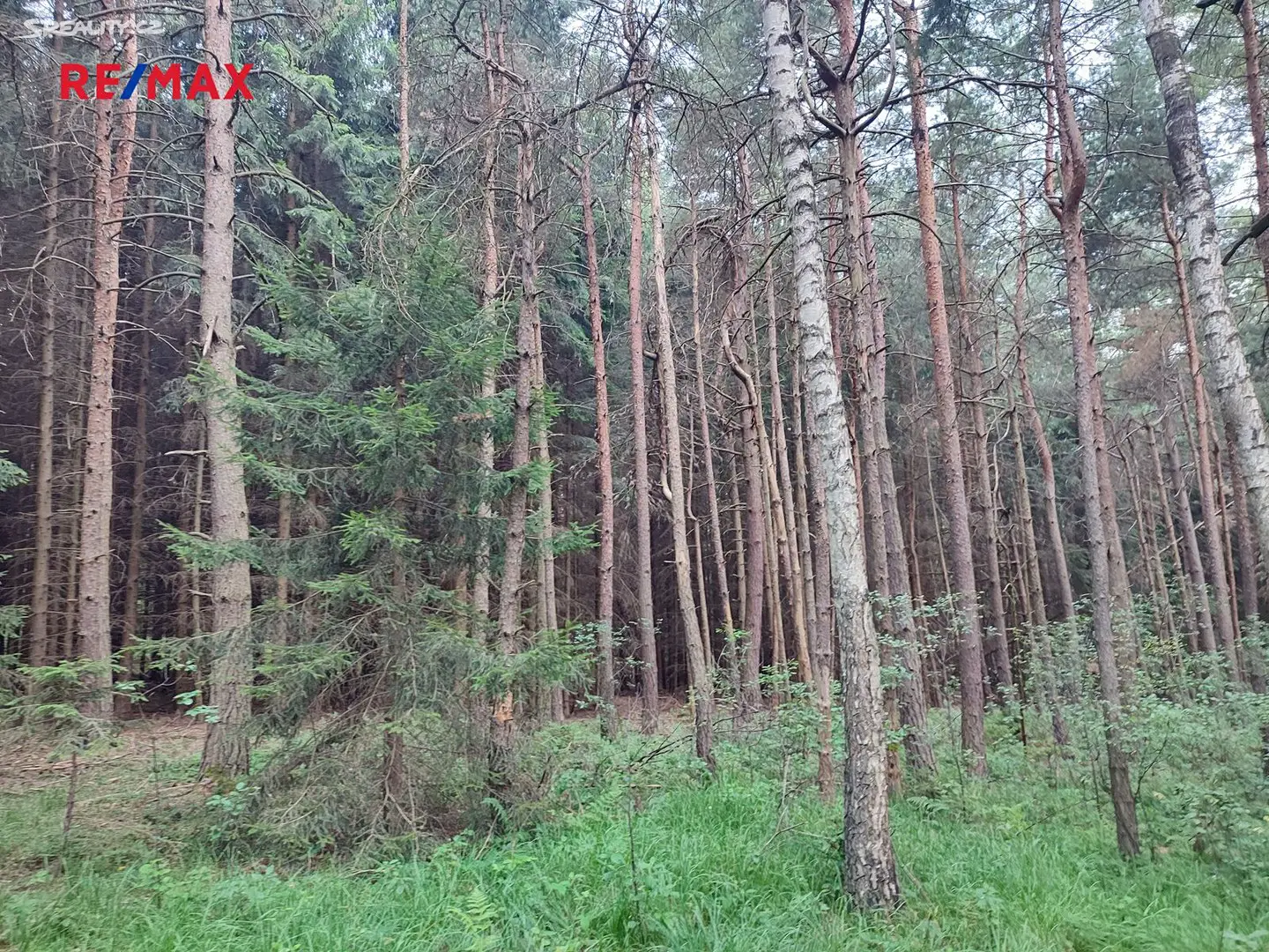 Prodej  lesa 4 780 m², Žernovice, okres Prachatice