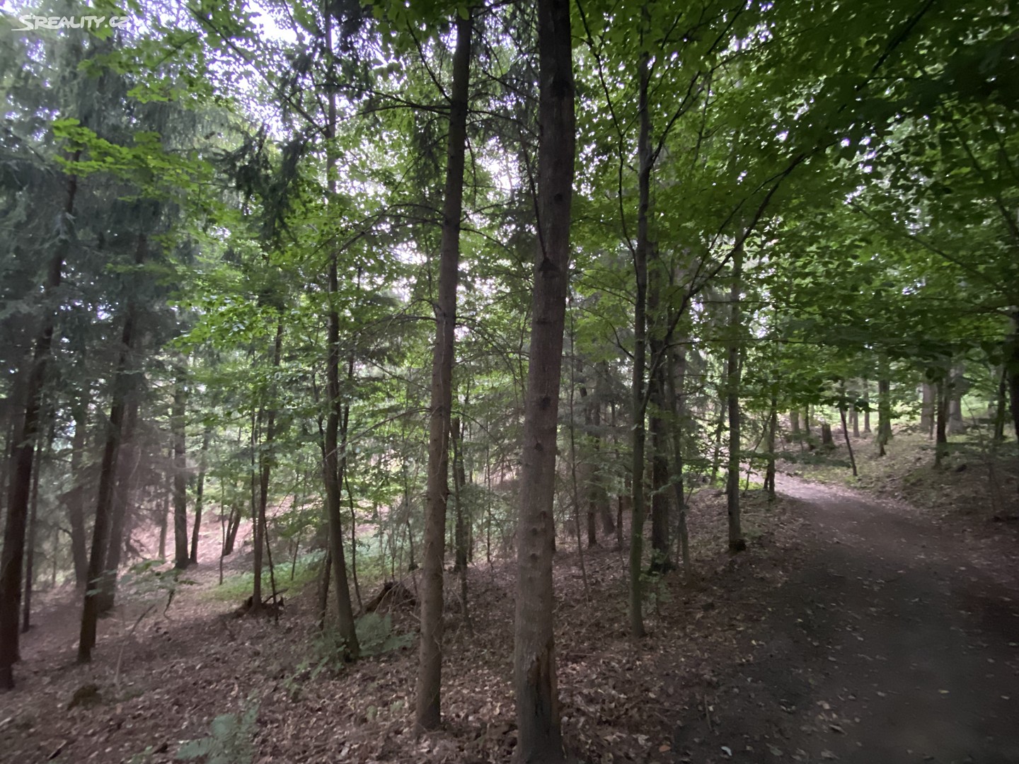 Prodej  lesa 6 855 m², Jestřebí, okres Šumperk