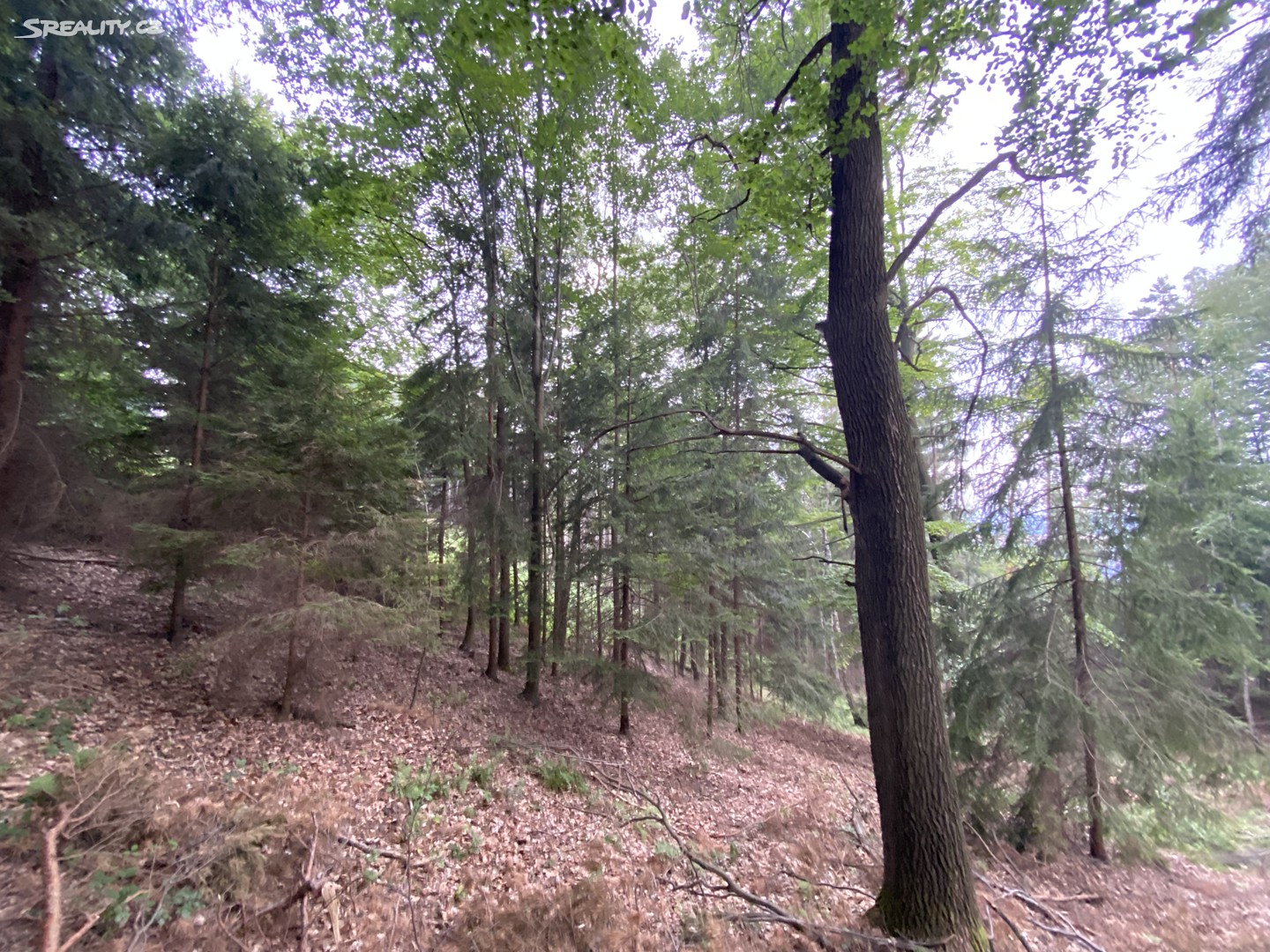 Prodej  lesa 6 855 m², Jestřebí, okres Šumperk