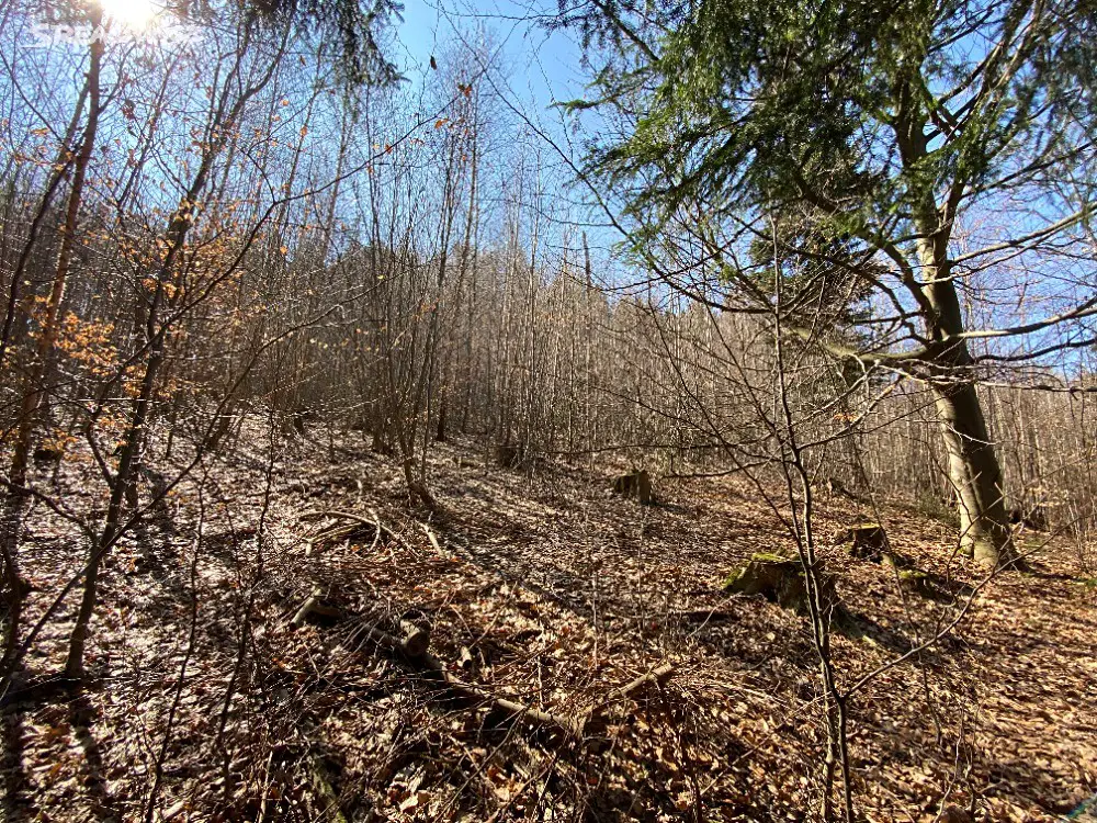 Prodej  lesa 4 706 m², Horní Studénky, okres Šumperk