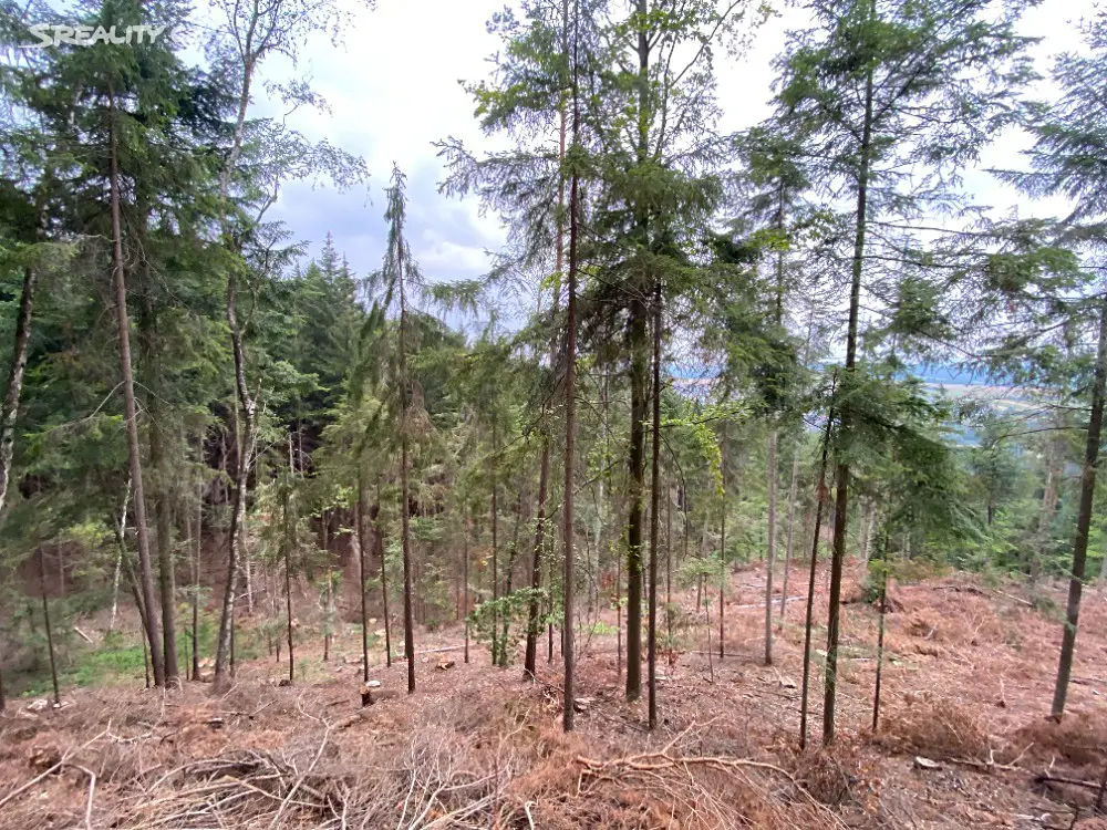 Prodej  lesa 9 933 m², Jestřebí, okres Šumperk