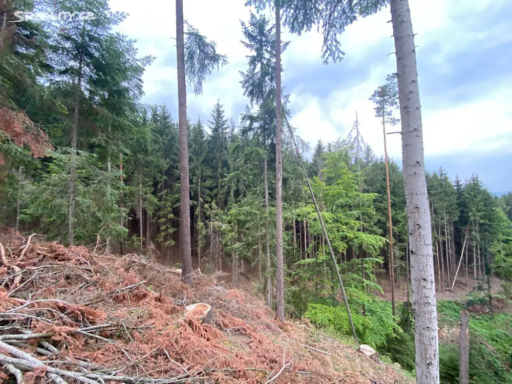 Prodej  lesa 9 933 m², Jestřebí, okres Šumperk
