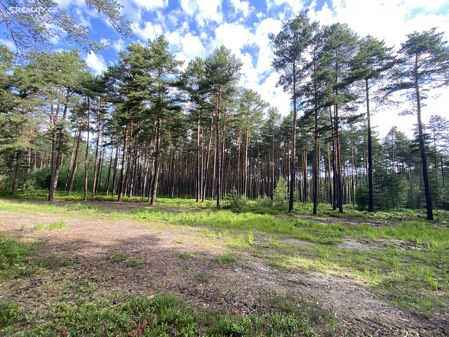 Prodej  lesa 13 432 m², Mladošovice, okres České Budějovice