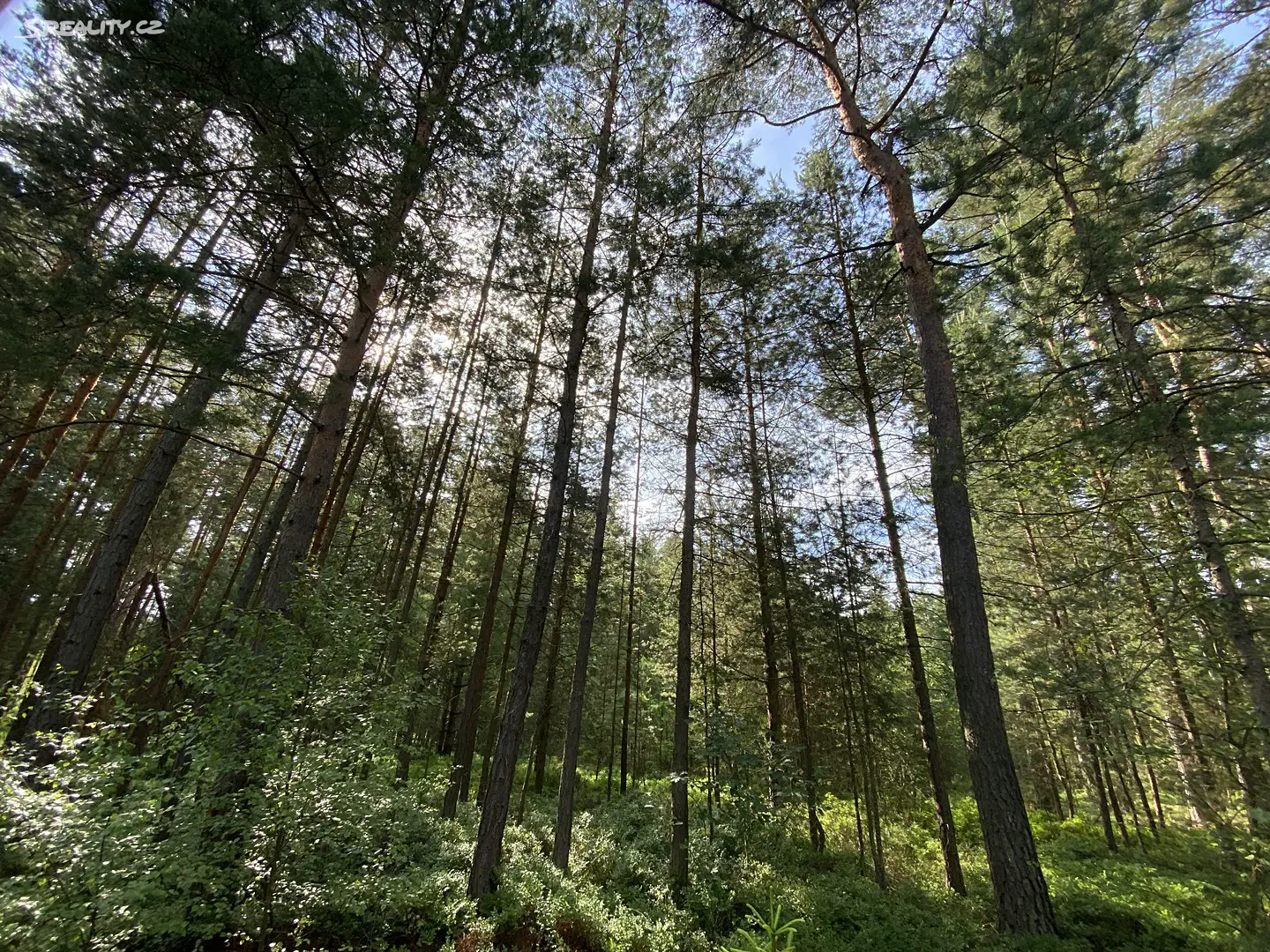 Prodej  lesa 8 511 m², Mladošovice, okres České Budějovice
