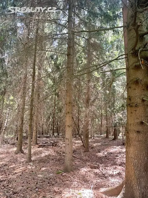 Prodej  lesa 5 931 m², Borovnička, okres Trutnov