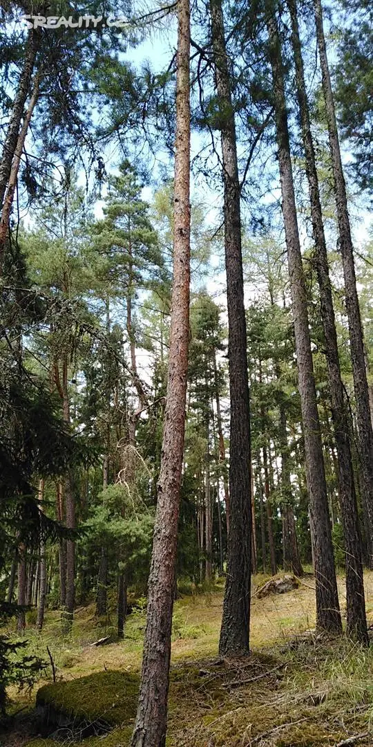 Prodej  lesa 12 228 m², Pačejov, okres Klatovy
