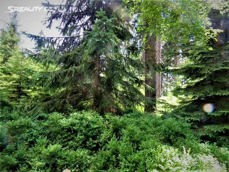Prodej  lesa 12 120 m², Velké Hamry, okres Jablonec nad Nisou