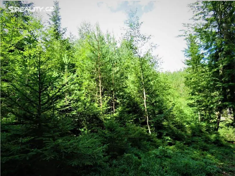 Prodej  lesa 10 624 m², Železný Brod, okres Jablonec nad Nisou