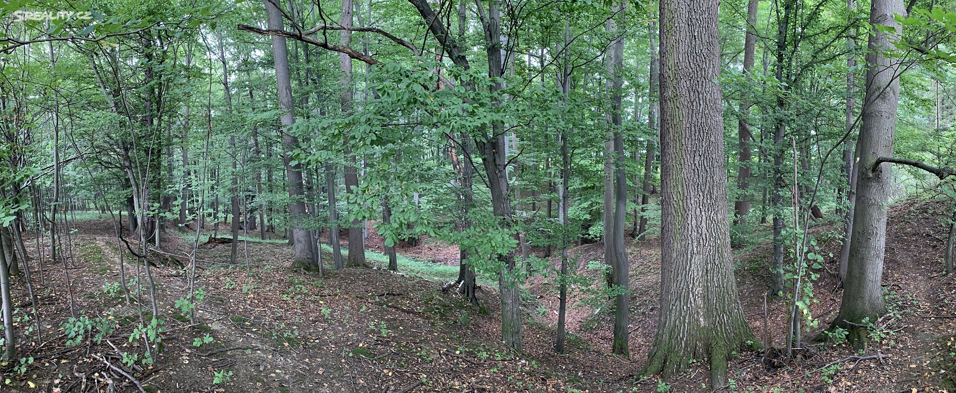 Prodej  lesa 24 000 m², Střítež, okres Frýdek-Místek