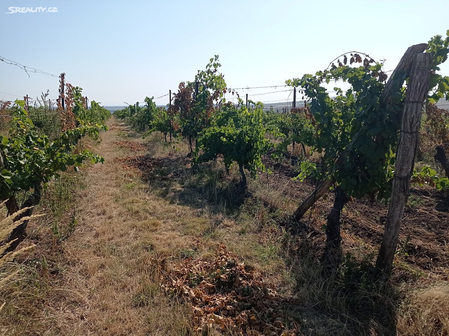 Prodej  sadu, vinice 7 078 m², Valtice - Úvaly, okres Břeclav