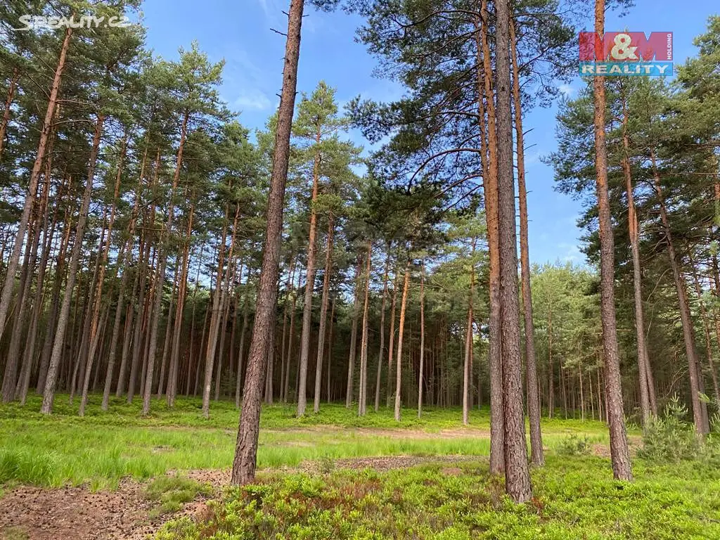 Prodej  lesa 13 432 m², Mladošovice, okres České Budějovice
