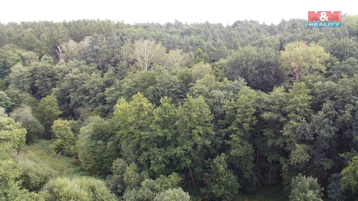 Prodej  lesa 5 241 m², Vyšehořovice, okres Praha-východ